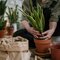Snake Plant